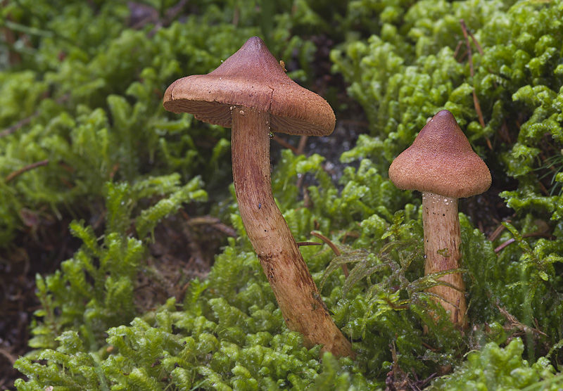 Cortinarius rubellus